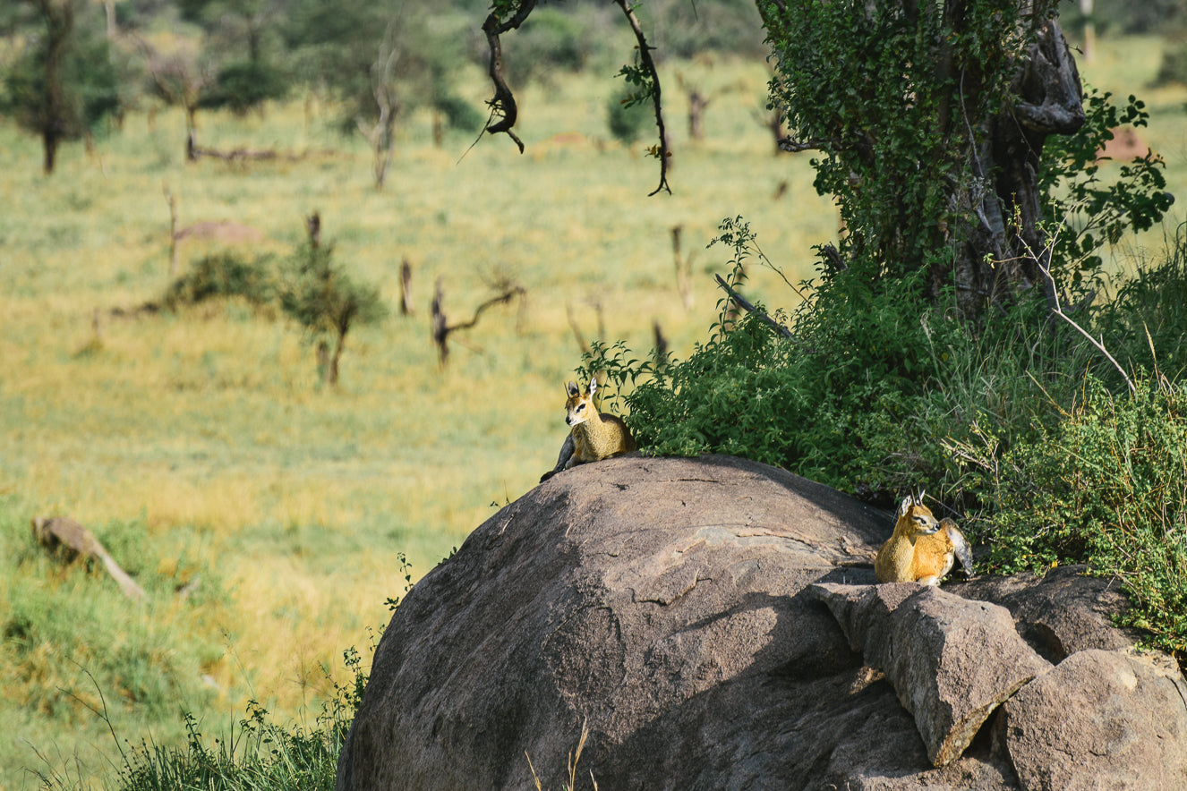 Minik Sporcular Safari'de