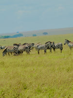 Minik Sporcular Safari'de