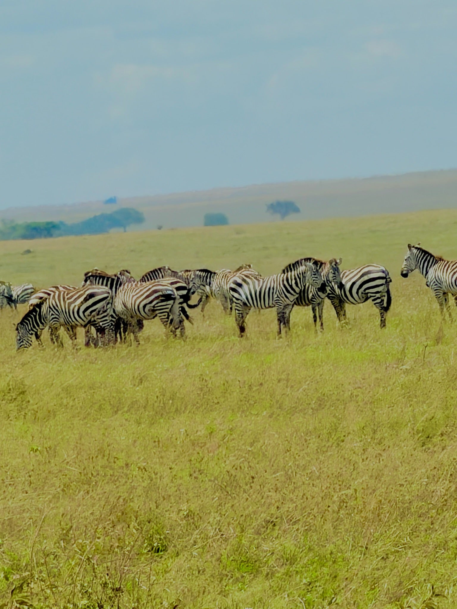 Minik Sporcular Safari'de