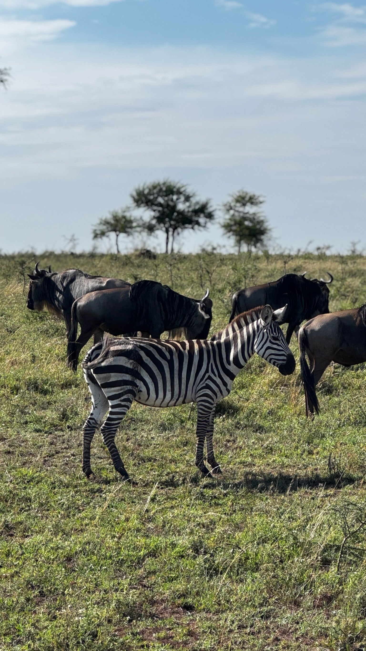 Minik Sporcular Safari'de