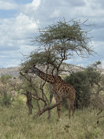 Minik Sporcular Safari'de