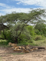 Minik Sporcular Safari'de